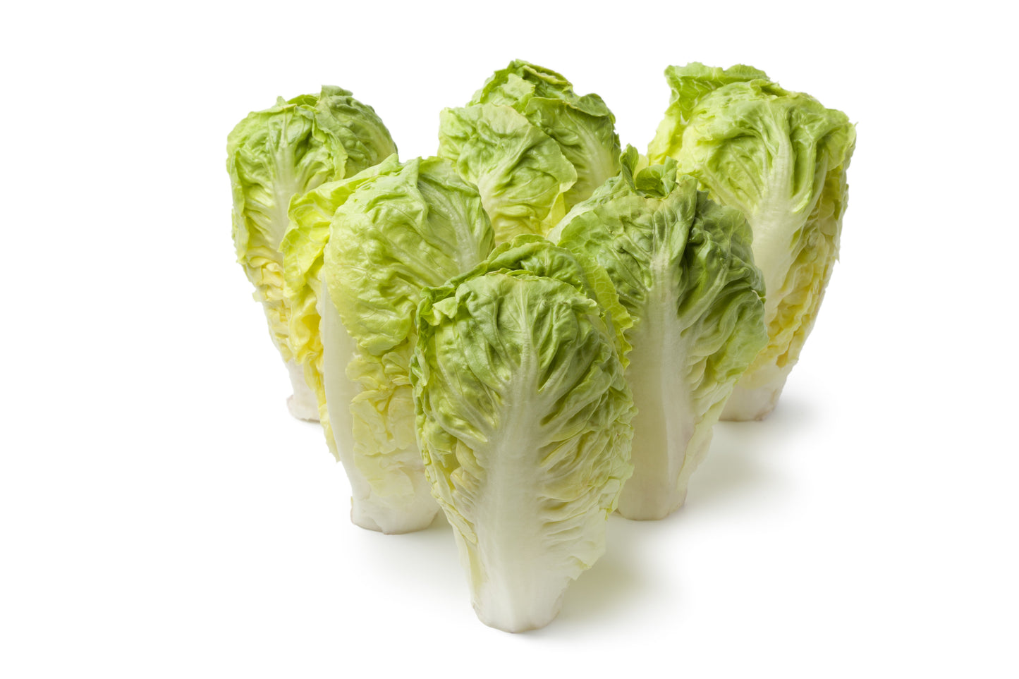 3000 Little Gem Lettuce (Lactuca Sativa) Seeds