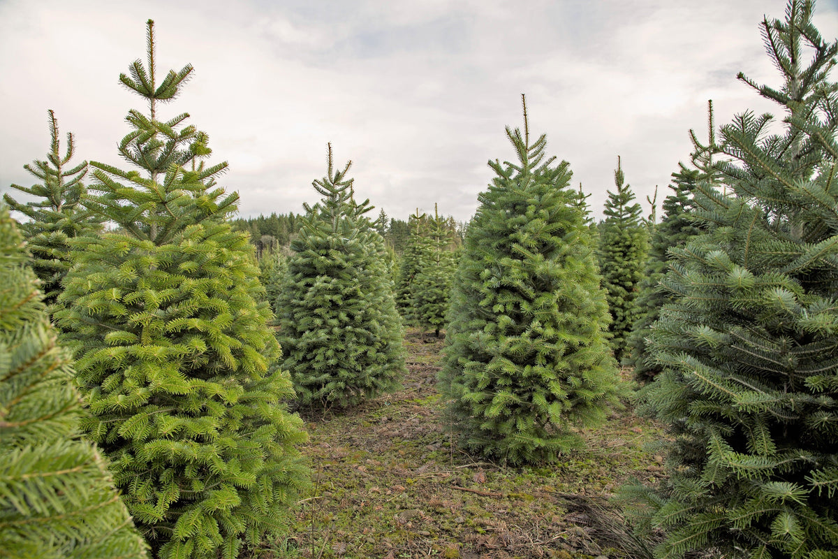 Douglas Fir (Pseudotsuga menziesii) Seeds – 20 ct