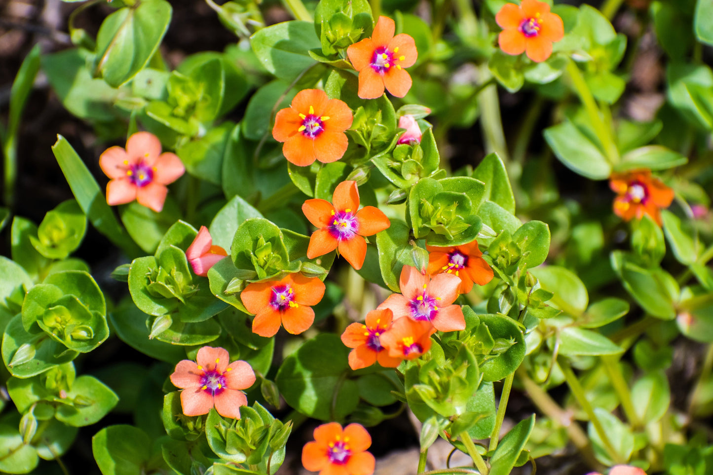 100 Scarlet Pimpernel (Adders Eyes; Anagallis Arvensis) Seeds