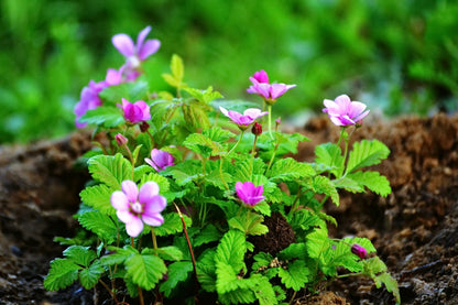 10 Arctic Raspberry (Rubus Arcticus) Seeds
