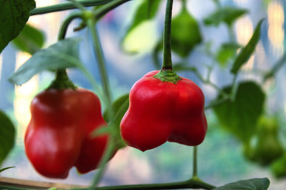 50 Sambuchi Pepper (Capsicum Baccatum) Seeds