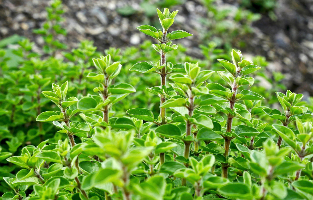 Sweet Marjoram (Origanum majorana) Seeds – 2,000 ct