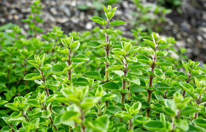 Sweet Marjoram (Origanum majorana) Seeds – 2,000 ct