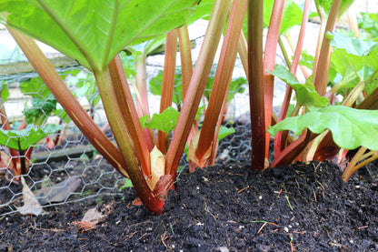 25 Glaskins Perpetual Rhubarb /Pieplant (Rheum Rhabarbarum) Seeds