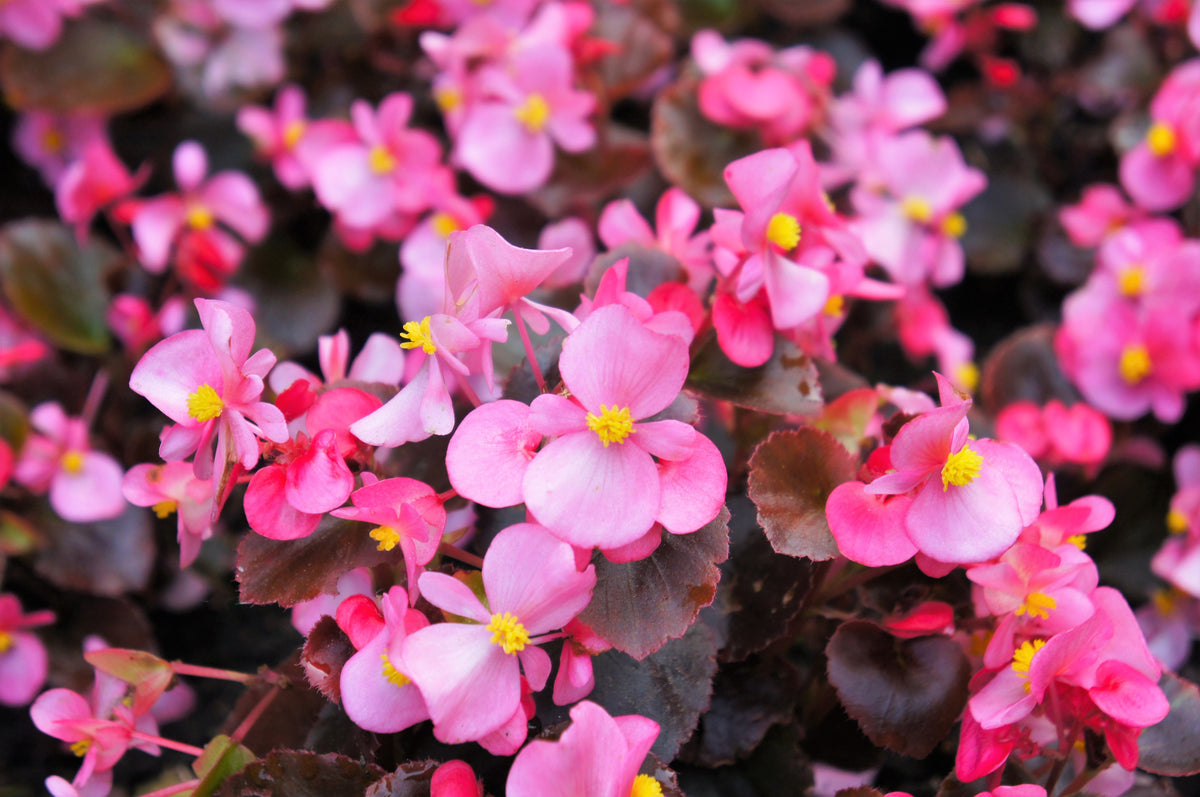 Mixed Wax Begonia (Begonia semperflorens) Seeds – 25 ct
