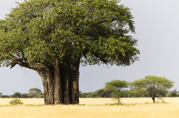 1000 BULK African BAOBAB TREE Adansonia Digitata Monkey Bread Judas Fr ...