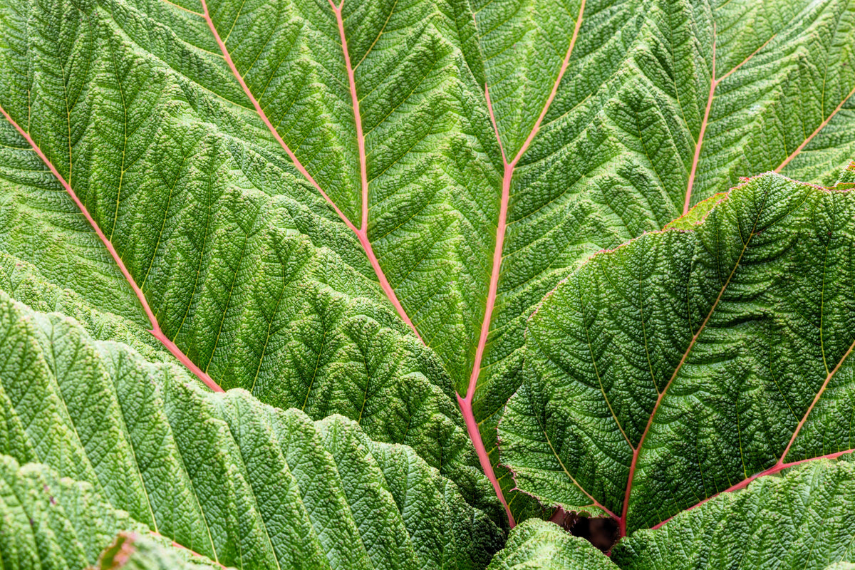 Giant Rhubarb (Gunnera insignis) Seeds – 10 ct