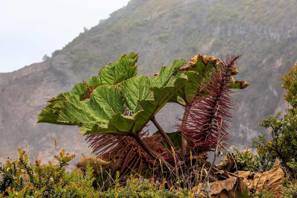 Giant Rhubarb (Gunnera insignis) Seeds – 10 ct