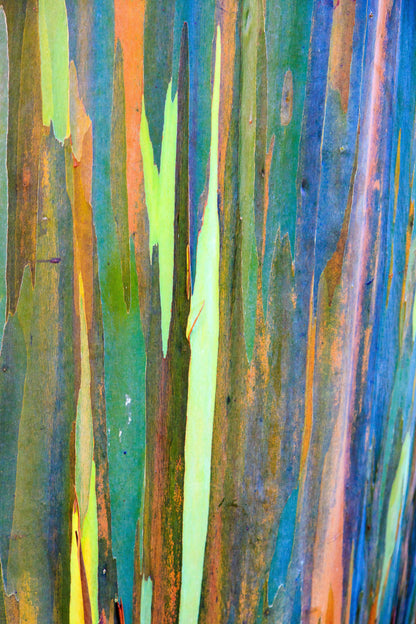 50 Rainbow Eucalyptus (Eucalyptus Deglupta) Seeds
