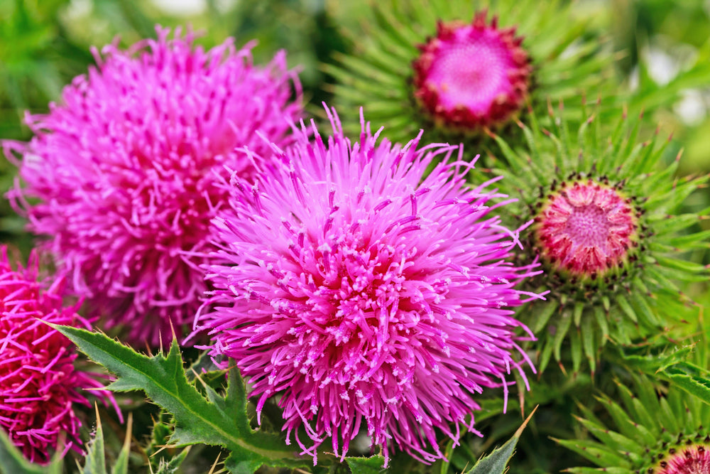 100 organic Milk Thistle (Silybum Marianum) Seeds