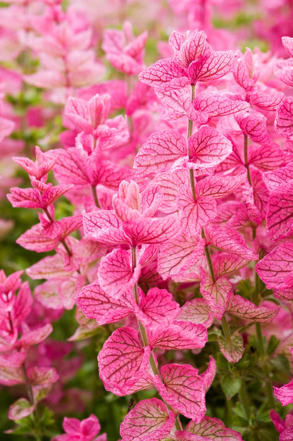Pink Sundae Clary Sage (Salvia viridis) Seeds – 50 ct