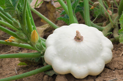 50 Patty Pan Squash (Cucurbita Pepo) Seeds