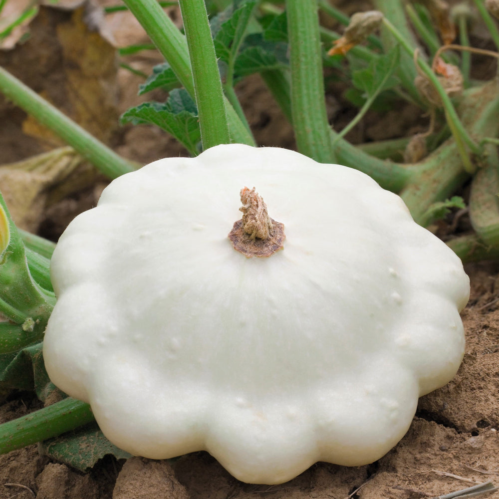 50 Patty Pan Squash (Cucurbita Pepo) Seeds