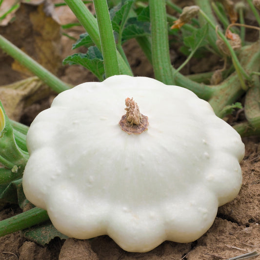 50 Patty Pan Squash (Cucurbita Pepo) Seeds