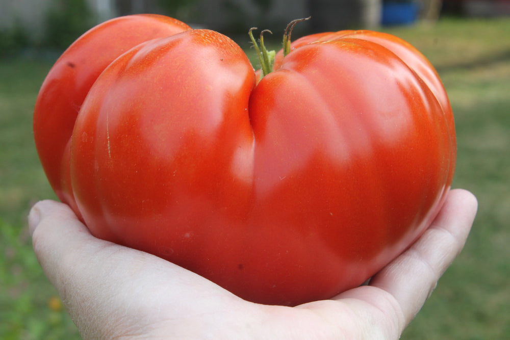 500 Beefsteak Tomato (Lycopersicon Lycopersicum) Seeds