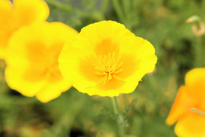 1000 Dwarf Yellow California Poppy (Eschscholzia Caespitosa) Seeds