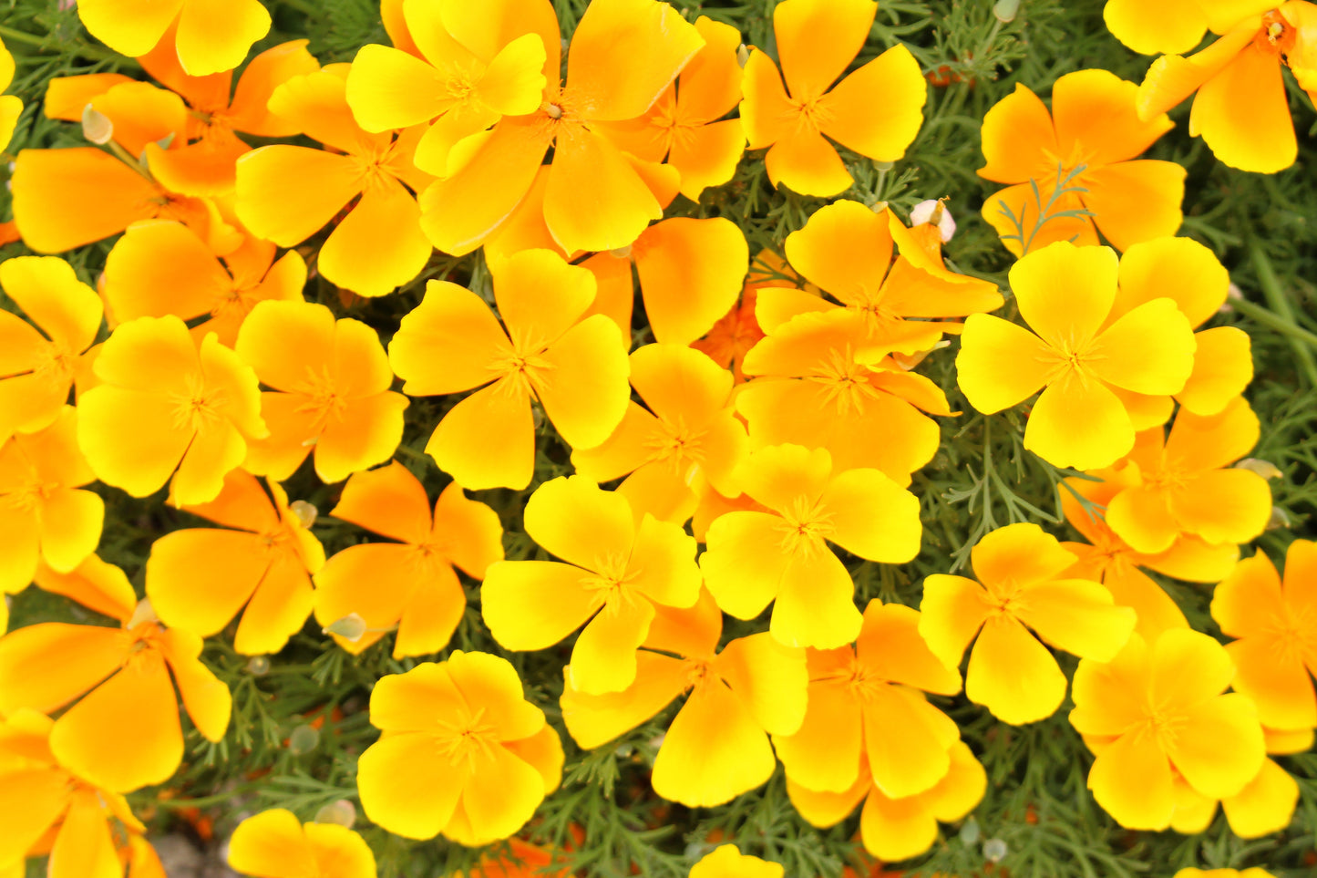 1000 Dwarf Yellow California Poppy (Eschscholzia Caespitosa) Seeds