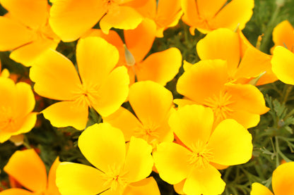 1000 Dwarf Yellow California Poppy (Eschscholzia Caespitosa) Seeds