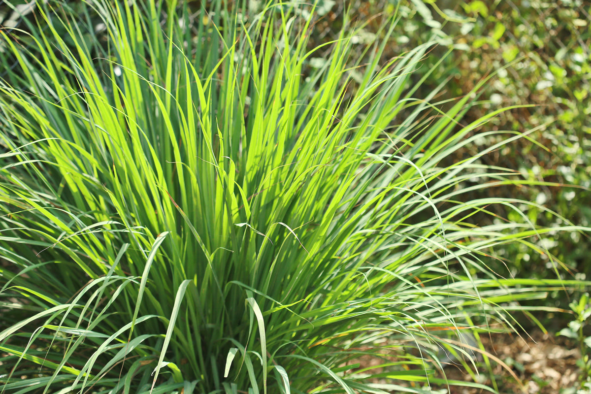 100 LEMONGRASS East Indian Lemon Grass Fragrant Ornamental Edible Cymbopogon Flexuosus Seeds