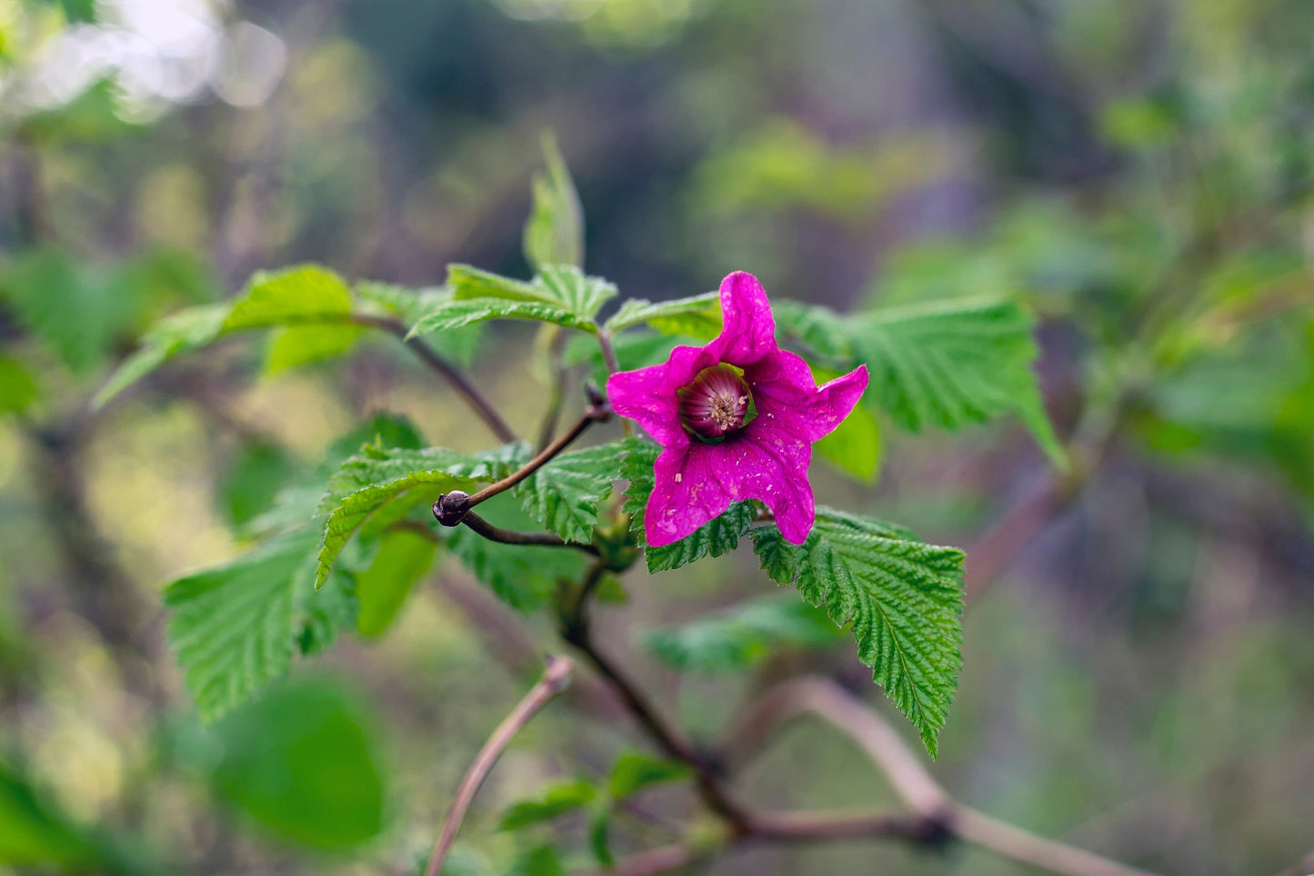20 Salmonberry (Rubus Spectabilis) Seeds