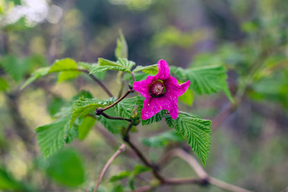 20 Salmonberry (Rubus Spectabilis) Seeds