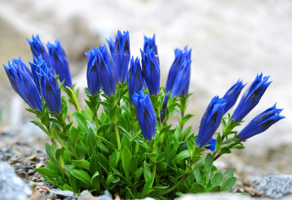 15 Blue Stemless Gentian (Gentiana Acaulis) Seeds