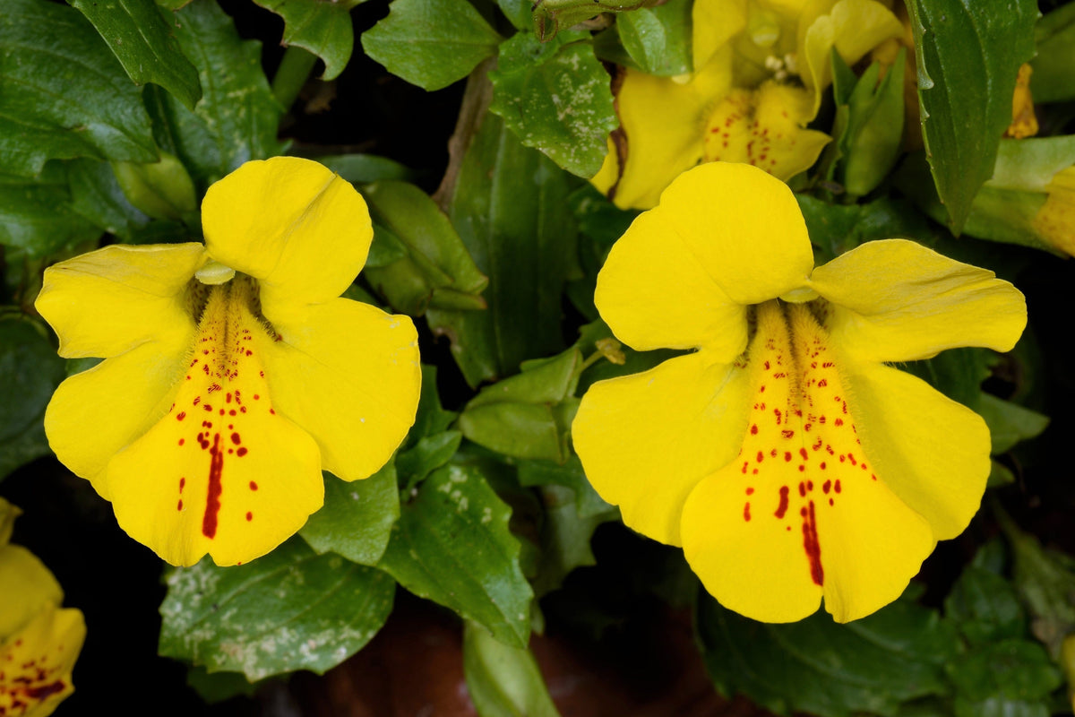 Yellow Monkey Flower (Mimulus guttatus) Seeds – 250 ct