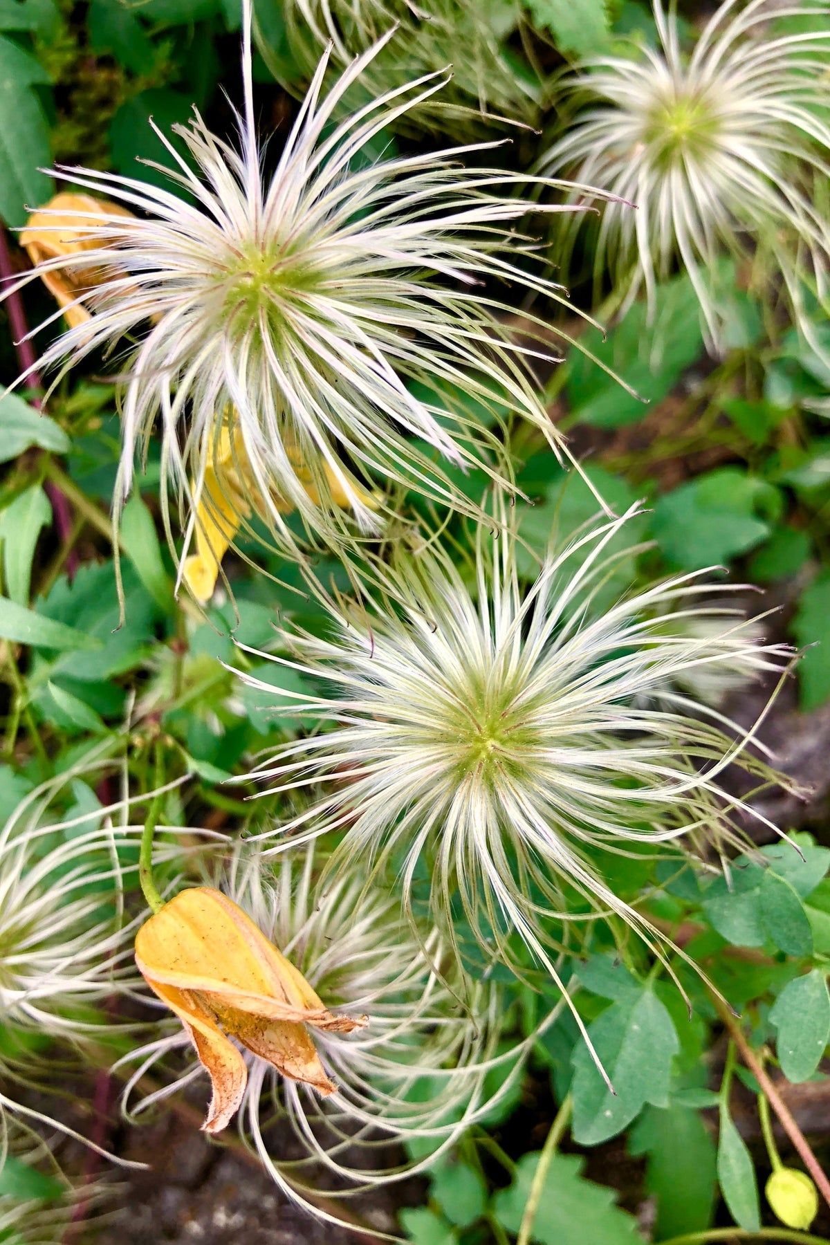 Radar Love Yellow Clematis (Clematis tangutica) Seeds – 10 ct