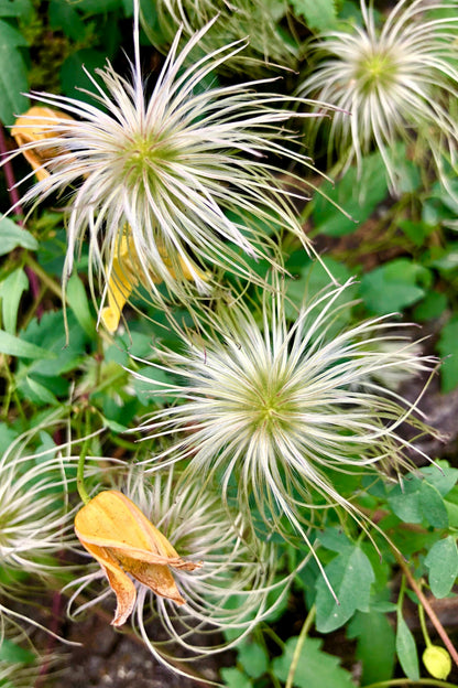 Radar Love Yellow Clematis (Clematis tangutica) Seeds – 10 ct