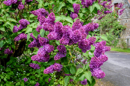 25 French Lilac (Syringa Vulgaris) Seeds