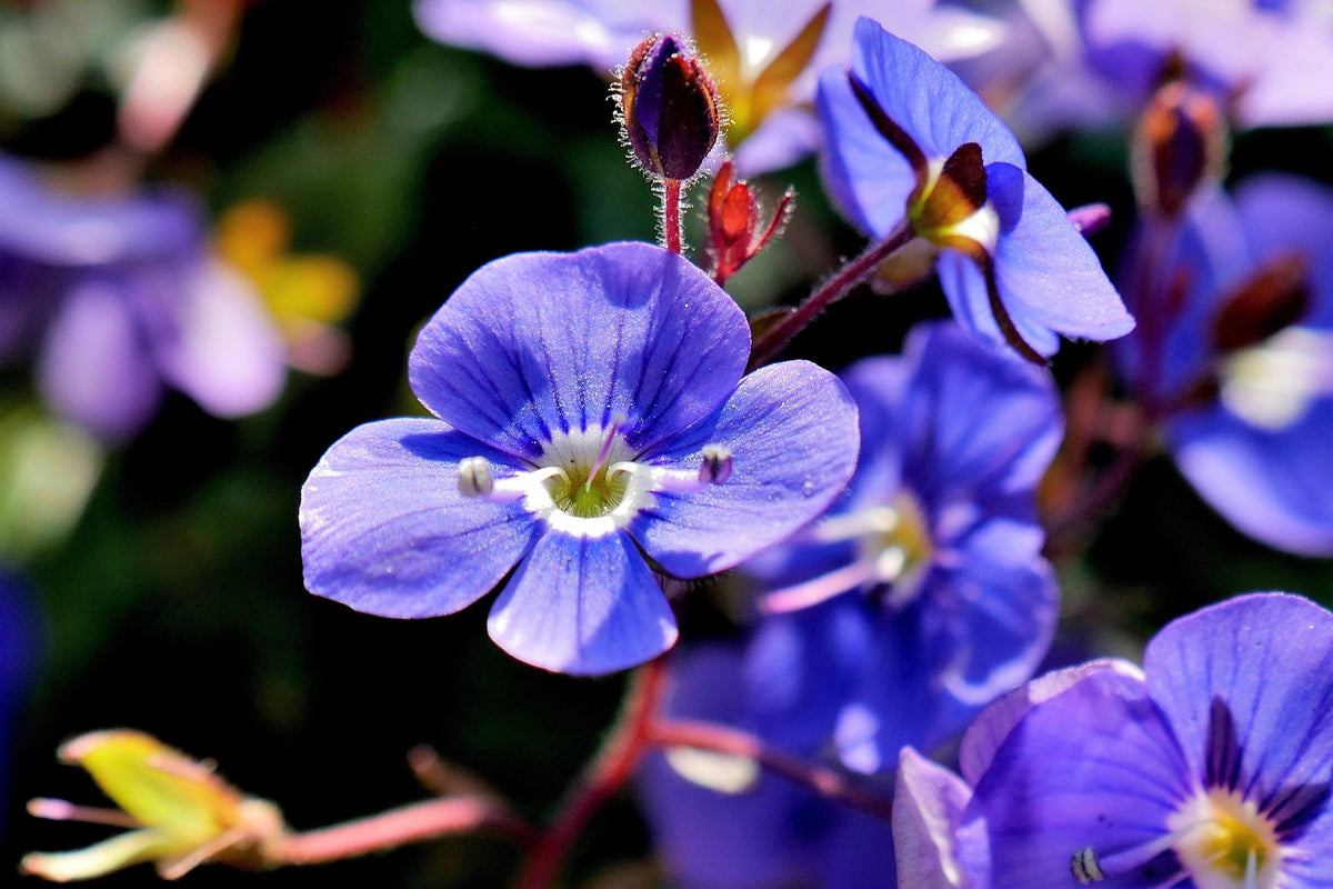 Creeping Blue Speedwell (Veronica repens) Seeds – 25 ct