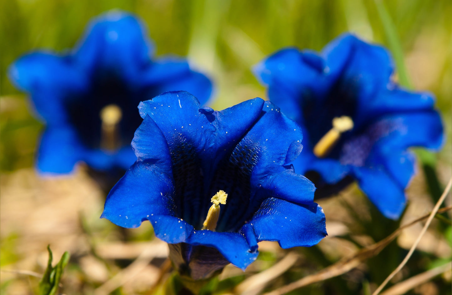 15 Blue Stemless Gentian (Gentiana Acaulis) Seeds