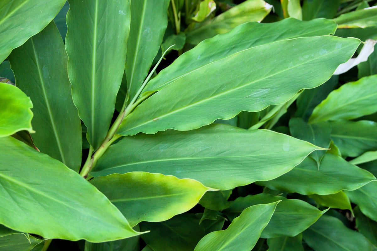 Cardamom (Elettaria cardamomum) Seeds – 5 ct