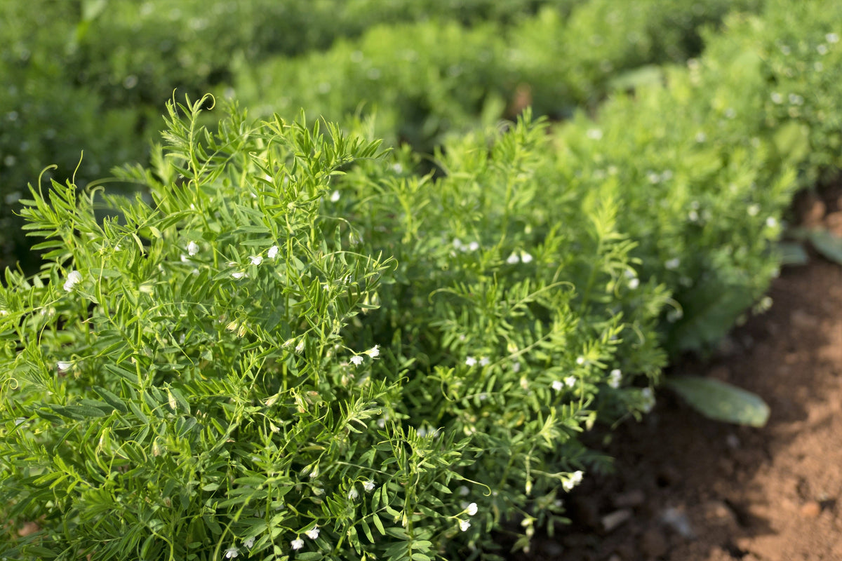 100 Black Lentil (Lens Culinaris) Seeds
