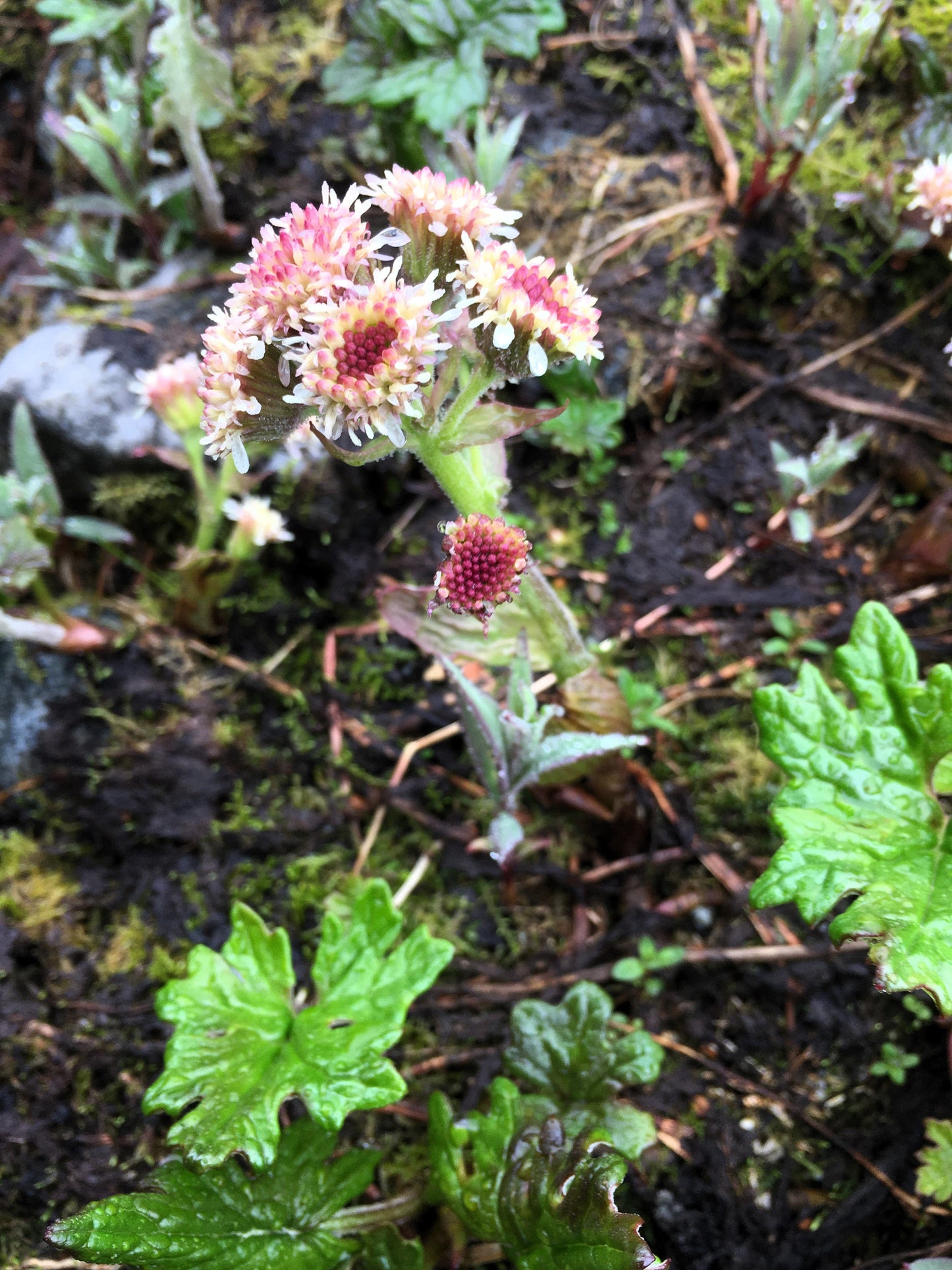 100 Arctic Coltsfoot (Petasites Frigidus) Seeds