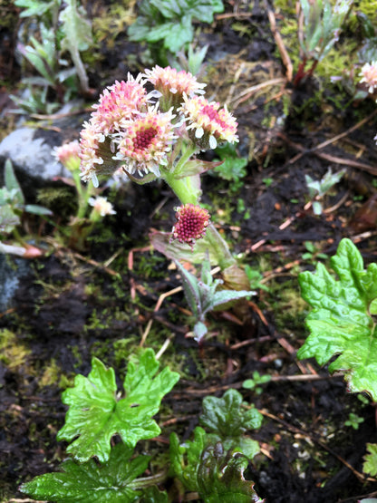 100 Arctic Coltsfoot (Petasites Frigidus) Seeds
