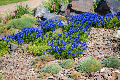 15 Blue Stemless Gentian (Gentiana Acaulis) Seeds