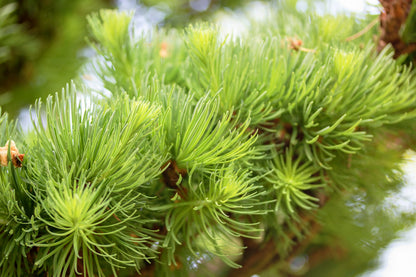 25 Japanese Larch Tree (Larix Kaempferi) Seeds