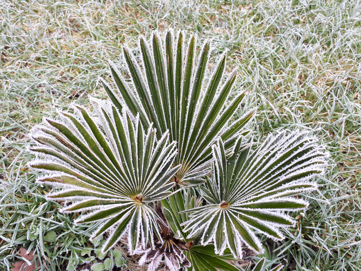 Wagner Windmill Palm (Trachycarpus fortunei 'Wagnerianus') Seeds – 10 ct