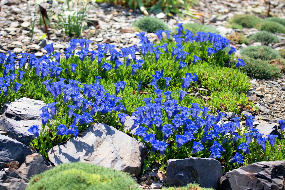 15 Blue Stemless Gentian (Gentiana Acaulis) Seeds