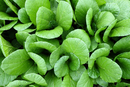 1500 Spinach Mustard Tendergreen (Brassica Rapa) Seeds