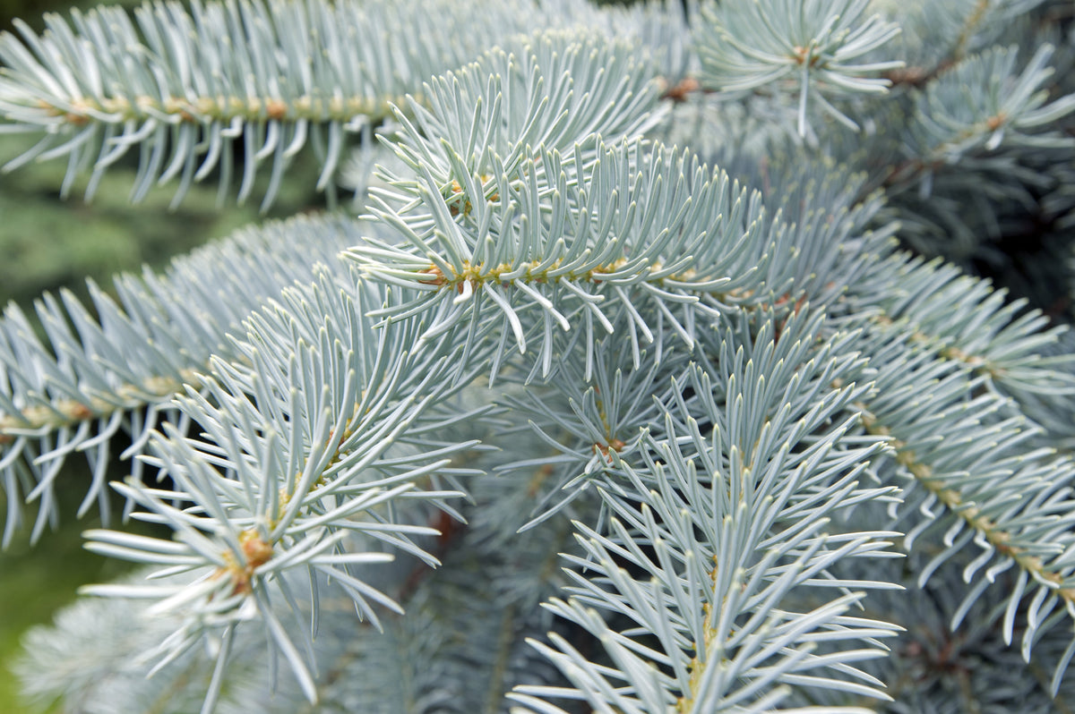 Colorado Blue Spruce (Picea pungens) Seeds – 50 ct