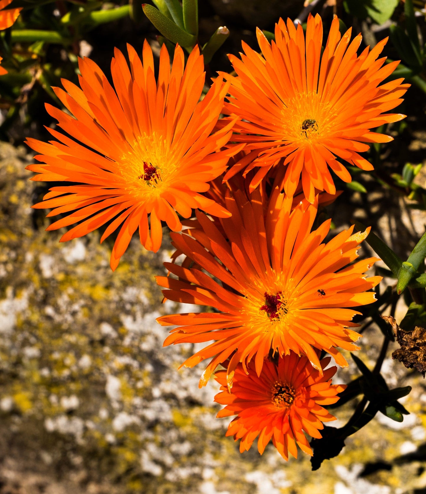 100 Gelato Orange Ice Plant (Dorotheanthus Bellidiformis) Seeds