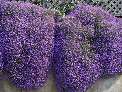 400 RAINBOW ROCKCRESS Rock Cress Large Flowered Aubrieta Cultorum Flower Seeds