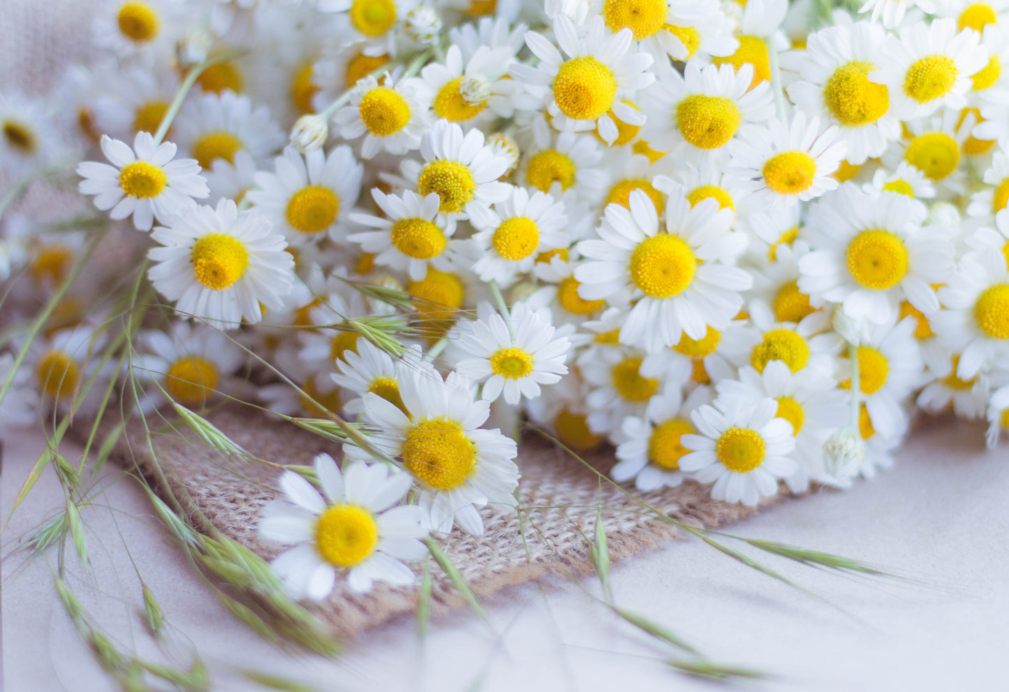 300 Feverfew (Tanacetum Parthenium) Seeds