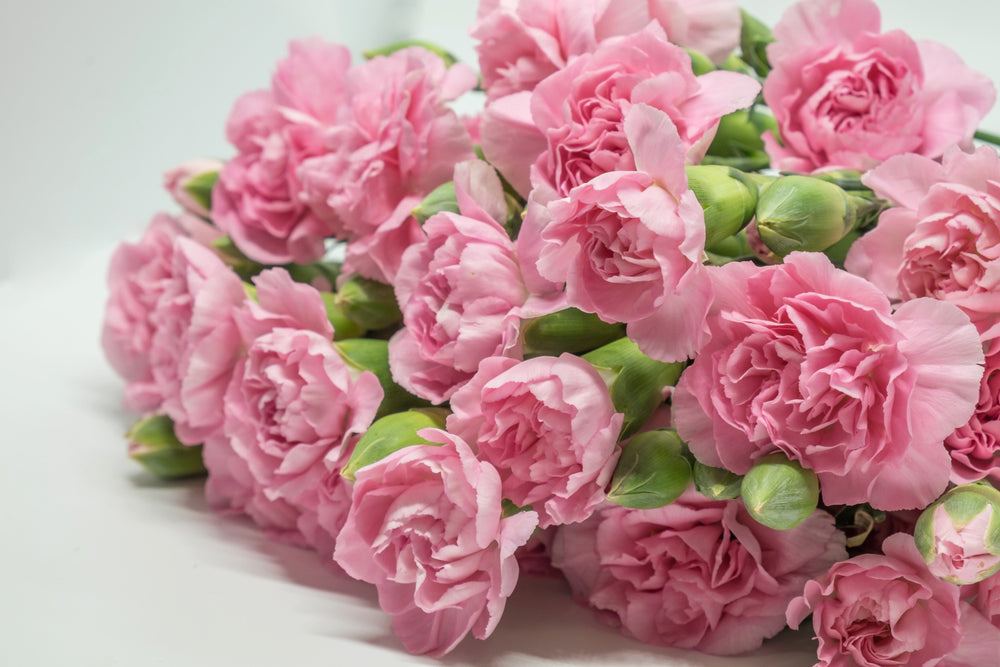 50 La France Carnation (Dianthus Caryophyllus Chabaud) Seeds