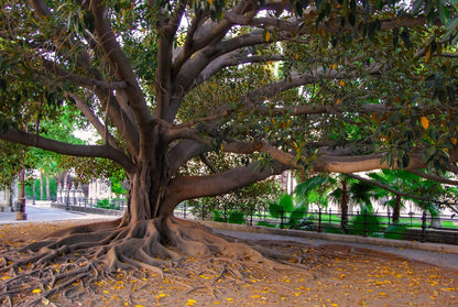 Banyan Fig (Ficus benghalensis) Seeds – 50 ct