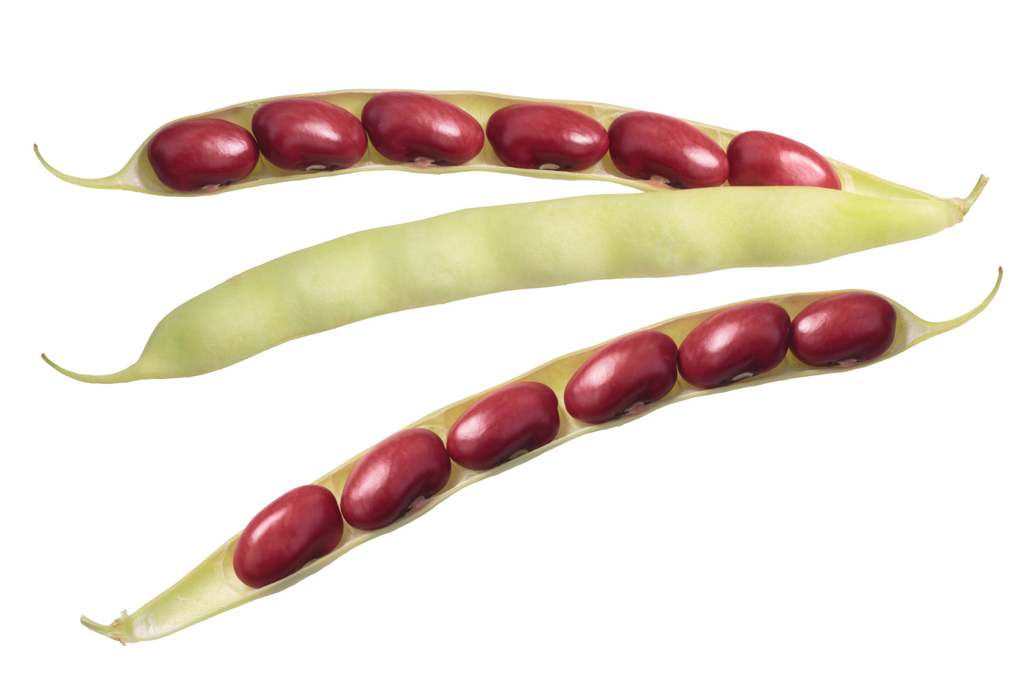 50 Organic  Small Red Bean  (Phaseolus Vulgaris) Seeds