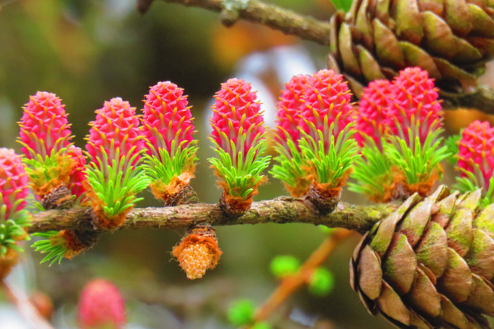 25 European Larch Tree (Larix Decidua) Seeds