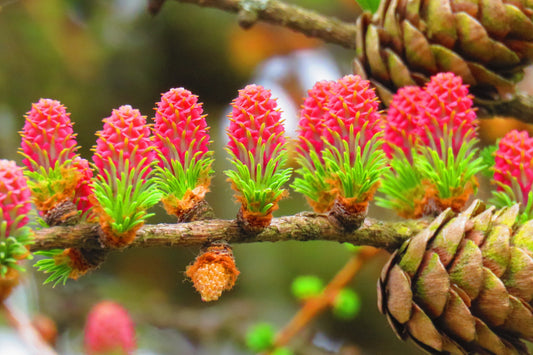 25 European Larch Tree (Larix Decidua) Seeds